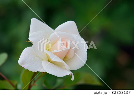 白バラ（アイスバーグ） 32858137