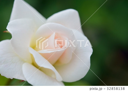 白バラ（アイスバーグ） 32858138