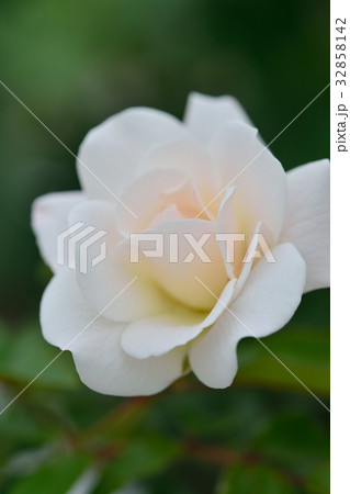 白バラ（アイスバーグ） 32858142