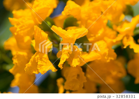 Burma padauk blooming on tree 32858331