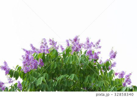 Bungor tree flowers on white background 32858340