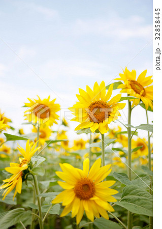 ひまわり　夏 32858445
