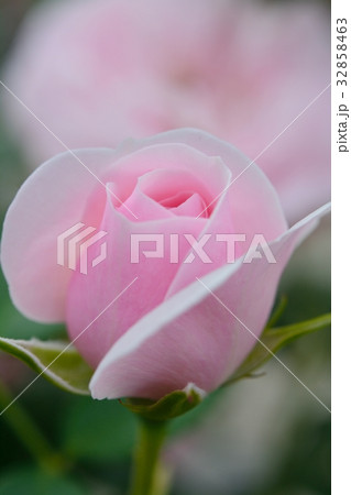 ピンクのバラ（ハンスゲーネバイン） 32858463