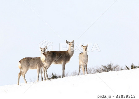 丘に立つエゾシカの小群（雌） 32859515