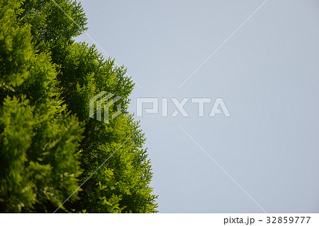 コノテガシワと夏空 コノテガシワと夏空 32859777