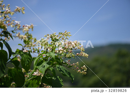 クサギの花と青空 32859826