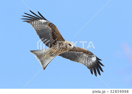 トビの舞い トビの舞い 32859998