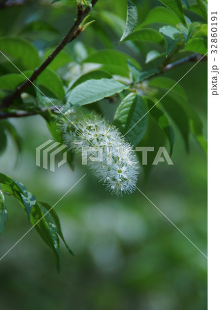 上溝桜 ウワミズザクラ 花言葉は「心の美」 上溝桜 ウワミズザクラ 花言葉は「心の美」 32860191
