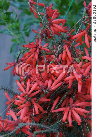 エリカファイヤーヒース 花言葉は「孤独な思い」 エリカファイヤーヒース 花言葉は「孤独な思い」 32860192