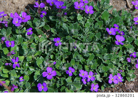 紫薺 オーブリエタ 花言葉は 君に捧げる の写真素材