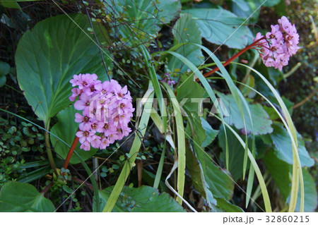 ヒマラヤ雪ノ下 花言葉は 深い愛情 の写真素材