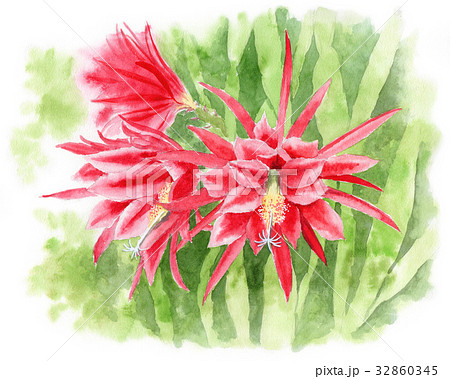 クジャクサボテンの花 赤 のイラスト素材