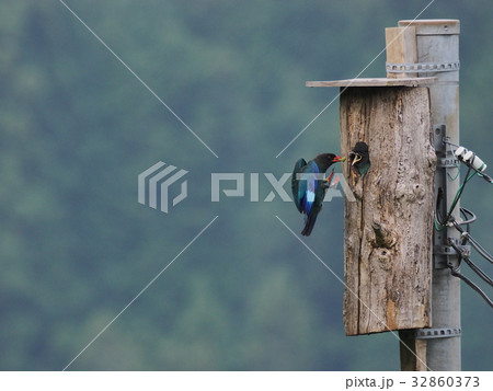 ブッポウソウ 32860373