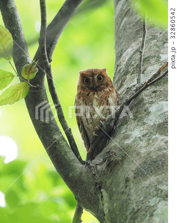 コノハズク 32860542