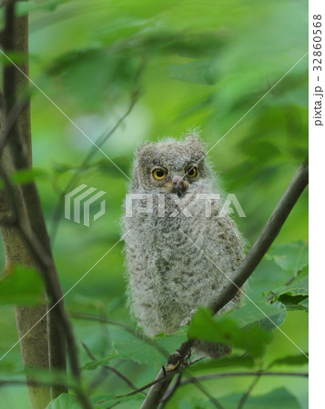 コノハズク コノハズク 32860568