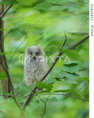コノハズク 32860634