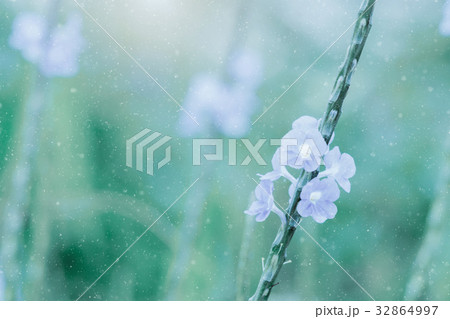 Lonely purple flower in the garden. 32864997