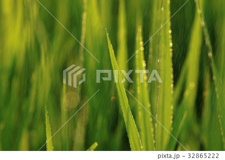Rice plant in rice field with rainfall. 32865222