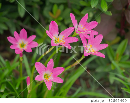 Beautiful rain lily flower. 32865499