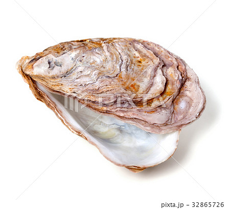 Empty seashell from oyster 32865726