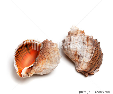 Two shells from rapana venosa Two shells from rapana venosa 32865766