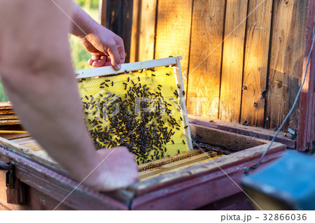 Man holding honeycomb frame for checking the bees Man holding honeycomb frame for checking the bees 32866036