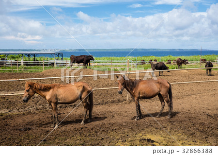 西平安名岬の牧場 32866388