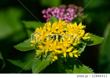 麒麟草の黄色い可憐な花 32866411
