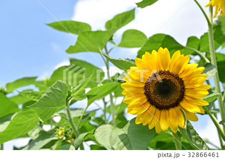 ヒマワリ(向日葵) ヒマワリ(向日葵) 32866461