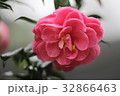 植物 工場 プランツ 32866463