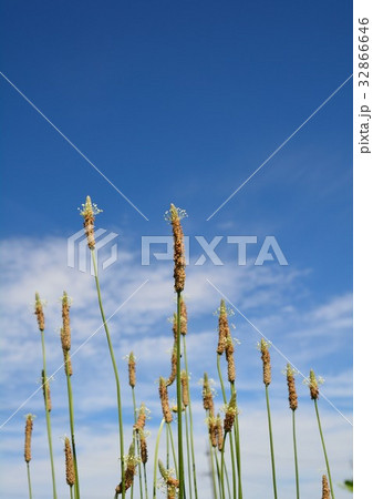 ヘラオオバコの夏 32866646