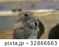 動物 動物学 可愛い動物 32866663