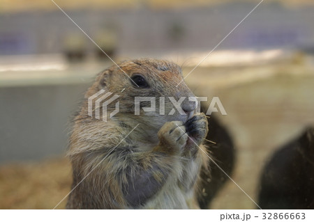 動物 動物学 可愛い動物 32866663