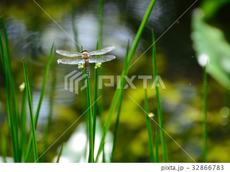 カンガレイにヨツボシトンボ 32866783
