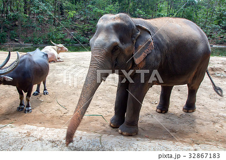 Asian elephant or elephas maximus in captivity Asian elephant or elephas maximus in captivity 32867183