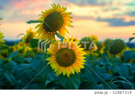 Field of sunflowers during sunset Field of sunflowers during sunset 32867319