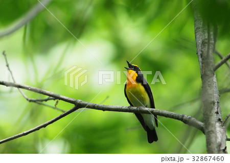 キビタキ 32867460