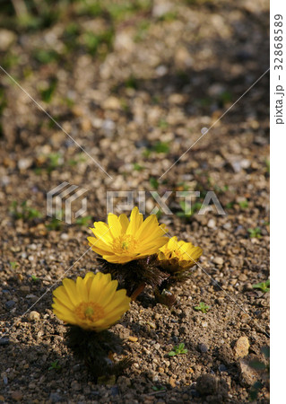 フクジュソウ 32868589