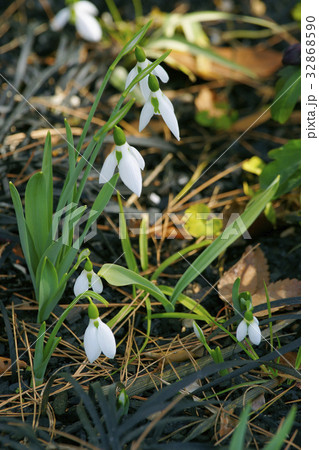 スノードロップ スノードロップ 32868590