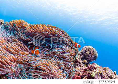 イソギンチャクに住むカクレクマノミ　沖縄県・慶良間諸島・座間味の海 32869324