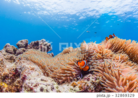 イソギンチャクに住むカクレクマノミ 沖縄県 慶良間諸島 座間味の海の写真素材 32869329 Pixta