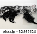 American shorthair mother cat was breastfeeding 32869628