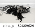 American shorthair mother cat was breastfeeding 32869629
