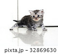 Cute American shorthair cat kitten with copy space 32869630