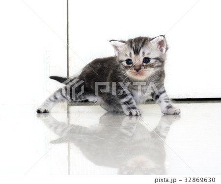Cute American shorthair cat kitten with copy space 32869630