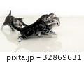 Cute American shorthair cat kitten with copy space 32869631