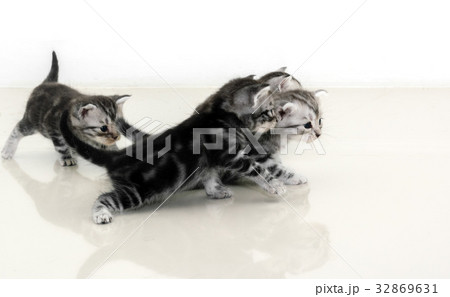 Cute American shorthair cat kitten with copy space 32869631