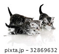 Cute American shorthair cat kitten with copy space 32869632