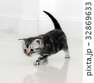 Cute American shorthair cat kitten with copy space 32869633