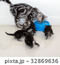 American shorthair cat family.  32869636